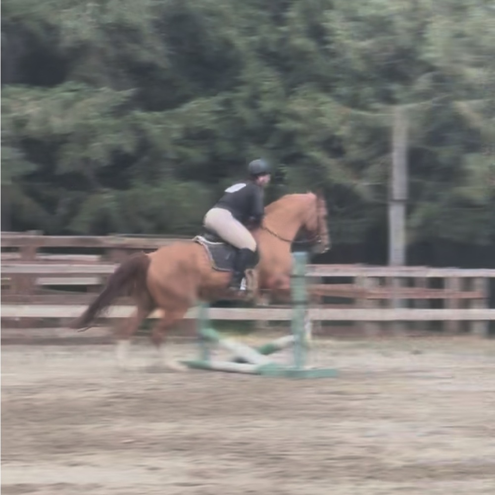 Meet your Posher, Layla